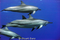 The water was so clear last Saturday that when a pod of d... by Stuart Ganz 